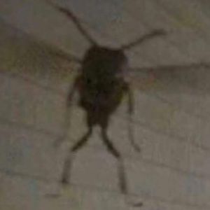 Meet your Posher, Conner